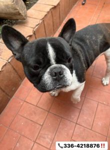 Lee más sobre el artículo Una mujer denunció que le robaron a «Polo», su Bulldog francés