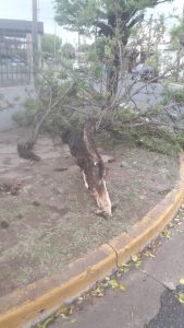 Lee más sobre el artículo Fuerte tormenta dejó numerosos cortes de energía y árboles caídos en San Nicolás