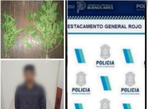 Lee más sobre el artículo Secuestran dos plantas de marihuana en un allanamiento