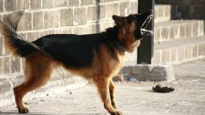 Lee más sobre el artículo Un niño de 8 años fue atacado por un perro en Barrio Savio