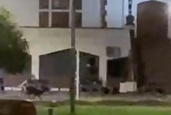 Lee más sobre el artículo Insólito: dos ciervos aparecieron en el Club de Regatas