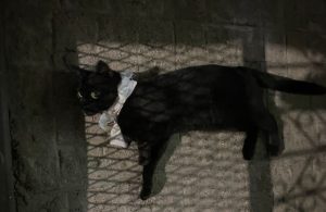 Lee más sobre el artículo ¿Ritos satánicos con gatos en San Nicolás?