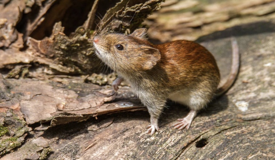 Lee más sobre el artículo Reportan nuevo caso de Fiebre Hemorrágica en San Nicolás, y ya son 15 en lo que va del año