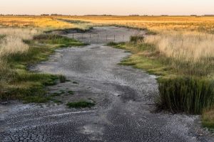 Lee más sobre el artículo Sequía y baja de lasoja: ¿Se viene la tormenta perfecta?