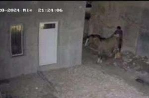 Lee más sobre el artículo Difunden video con aberrante hecho de zoofilia en Villa Ramallo