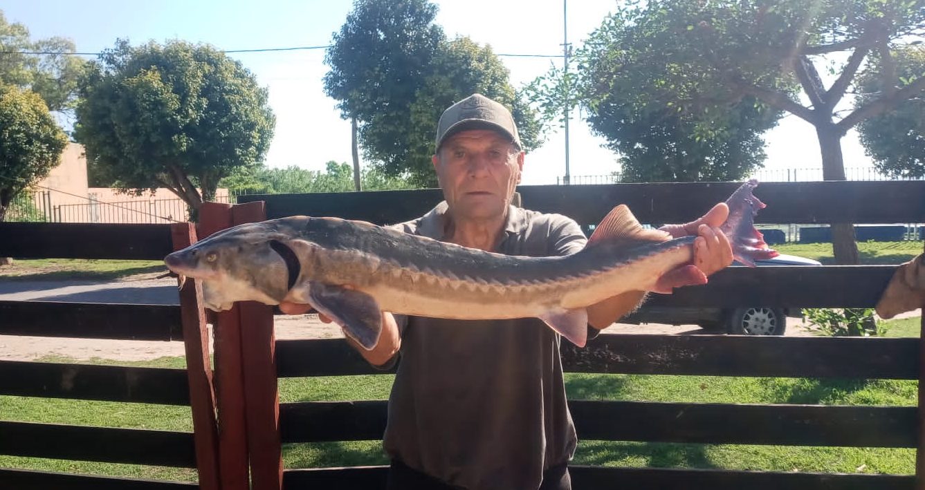 Lee más sobre el artículo Ramallo: pescan un enorme esturión en el Paraná