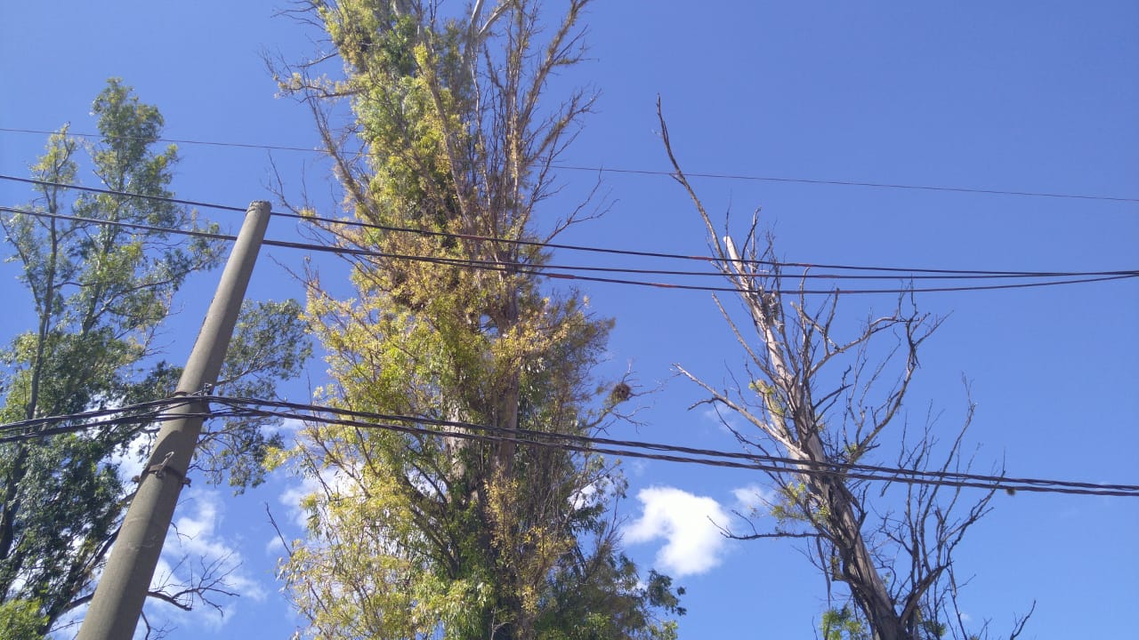 Lee más sobre el artículo Insólito: miles de usuarios quedaron sin energía por la poda negligente de árboles