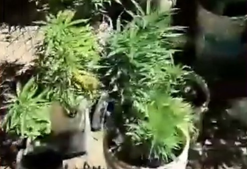 Lee más sobre el artículo Lo buscaban por dispararle a un joven, y le encontraron 40 plantas de marihuana