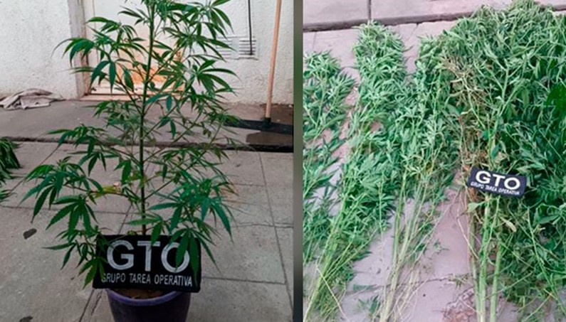Lee más sobre el artículo Allanan una casa por robo y encuentran más de 3 kilos de marihuana