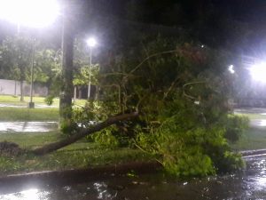 Lee más sobre el artículo El temporal ocasionó caída de árboles y varios cortes de energía en San Nicolás