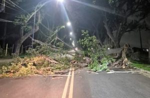 Lee más sobre el artículo Cayeron algunos árboles a raíz de la fuerte tormenta en San Nicolás