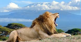 Lee más sobre el artículo Kenia: una niña de 14 años murió al ser atacada por un león