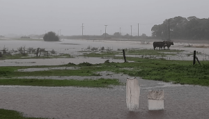 Lee más sobre el artículo Inundaciones y destrozos por caída de granizo en varios municipios bonaerenses