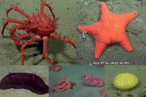 Lee más sobre el artículo Una expedición científica del Conicet al cañón submarino Mar del Plata causa furor en las redes sociales