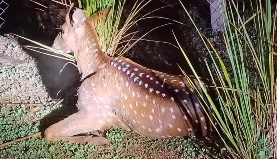 Lee más sobre el artículo Villa Constitución: hallaron un ciervo herido y lo trasladaron a una ONG