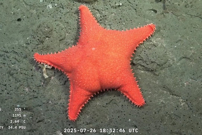 Lee más sobre el artículo Empezó la nueva expedición científica frente a las costas del Uruguay, con una transmisión en vivo