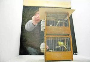 Lee más sobre el artículo Insólito: entraron a su casa y le robaron hasta los pájaros