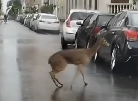 Lee más sobre el artículo Insólito: un ciervo herido fue visto en el centro nicoleño