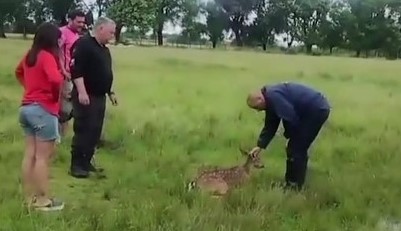 Lee más sobre el artículo El ciervo herido se recupera, y será devuelto a su hábitat natural