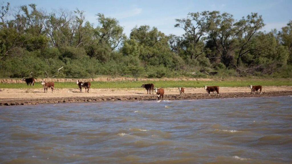 Lee más sobre el artículo Cuatreros arrasan con el ganado en las islas de nuestra región