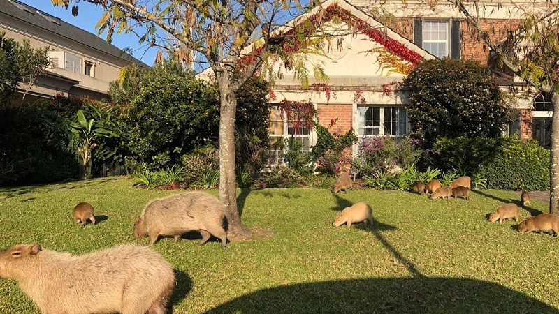 Lee más sobre el artículo Los carpinchos ganaron en Nordelta: la Justicia ordenó que el barrio se adecúe al humedal