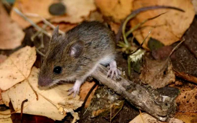Lee más sobre el artículo Conmoción en Arrecifes por la muerte de una persona por hantavirus