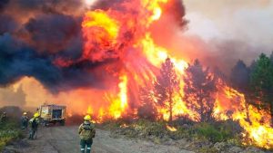 Lee más sobre el artículo Tragedia ecológica en el sur: el fuego que consumimos, el desierto verde y la eterna deuda política
