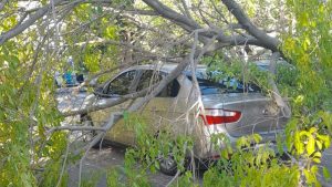 Lee más sobre el artículo Un árbol cayó sobre automóvil que circulaba por Avenida Falcón