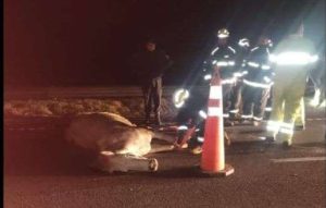 Lee más sobre el artículo Dos camionetas embistieron caballos sueltos en la Autopista