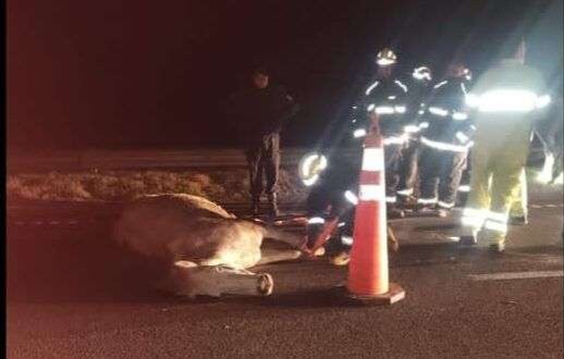 En este momento estás viendo Dos camionetas embistieron caballos sueltos en la Autopista