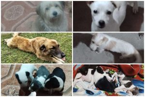 Lee más sobre el artículo Insólito: denuncian a una pareja rosarina por robar perros en El Paraíso