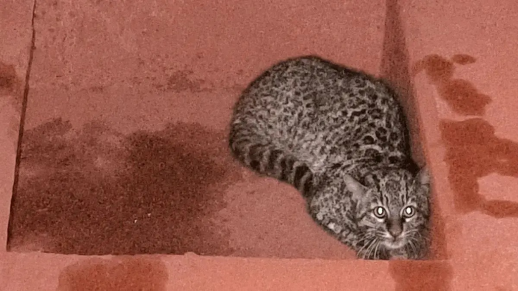 En este momento estás viendo Hallaron un felino silvestre dentro de una barcaza en el Puerto San Nicolás